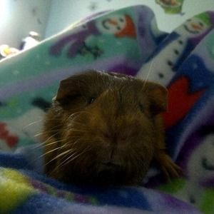 Meet your Posher, Terabeara